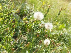 Prasetník kořenatý (Hypochaeris radicata)