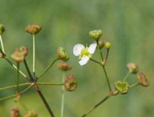 Žabník jitrocelový (Alisma plantago-aquatica)