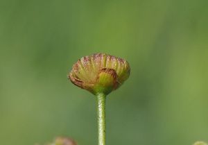 Žabník jitrocelový (Alisma plantago-aquatica)