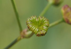 Žabník jitrocelový (Alisma plantago-aquatica)