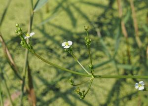 Žabník jitrocelový (Alisma plantago-aquatica)