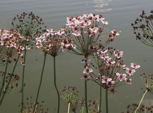 Šmel okoličnatý (Butomu umbellatus)