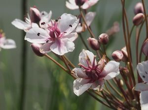 Šmel okoličnatý (Butomu umbellatus)