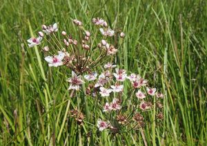 Šmel okoličnatý (Butomu umbellatus)