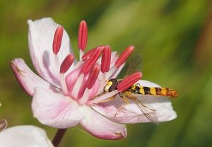 Šmel okoličnatý (Butomu umbellatus)