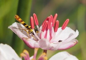 Šmel okoličnatý (Butomu umbellatus)