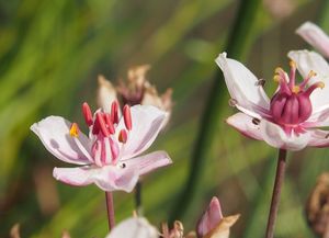 Šmel okoličnatý (Butomu umbellatus)