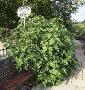 Fíkovník smokvoň (Ficus carica)