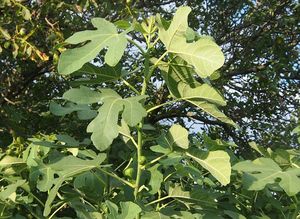 Fíkovník smokvoň (Ficus carica)