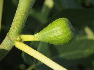 Fíkovník smokvoň (Ficus carica)