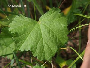 Sléz pižmový (Malva moschata L.)