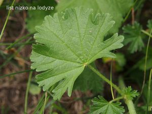 Sléz pižmový (Malva moschata L.)