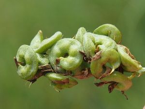 Tolice měňavá (Medicago  x  varia)