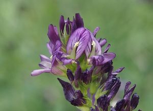 Tolice měňavá (Medicago  x  varia)