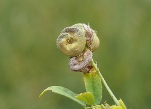 Tolice měňavá (Medicago  x  varia)