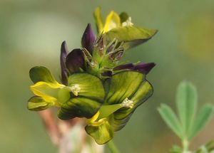 Tolice měňavá (Medicago  x  varia)