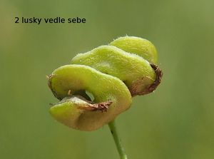 Tolice měňavá (Medicago  x  varia)