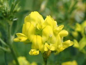 Tolice měňavá (Medicago  x  varia)