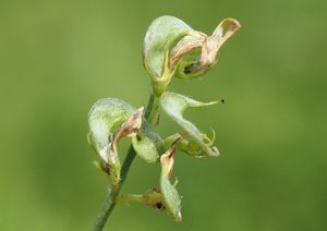 Tolice měňavá (Medicago  x  varia)