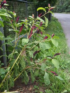 Líčidlo jedlé (Phytolacca esculenta)