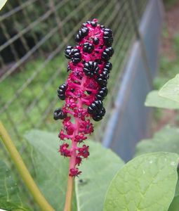 Líčidlo jedlé (Phytolacca esculenta)