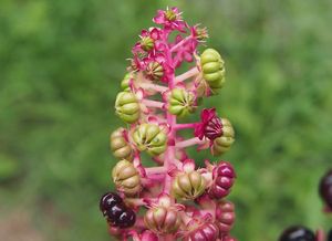 Líčidlo jedlé (Phytolacca esculenta)