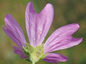 Sléz lesní (Malva sylvestris)