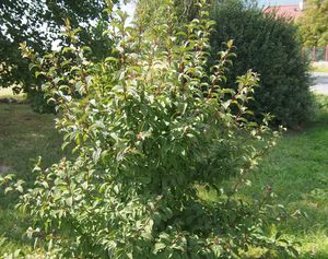 Kalina vonná (Viburnum ferreri)