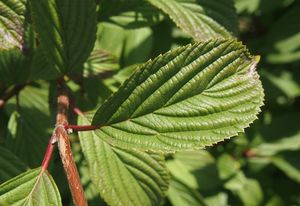 Kalina vonná (Viburnum ferreri)