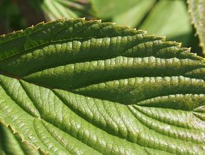 Kalina vonná (Viburnum ferreri)