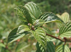 Kalina vonná (Viburnum ferreri)