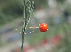 Chřest lékařský (Asparagus officinalis)