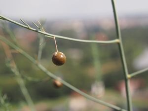 Chřest lékařský (Asparagus officinalis)