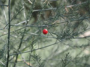 Chřest lékařský (Asparagus officinalis)