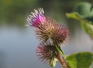 Lopuch menší (Arctium minus)