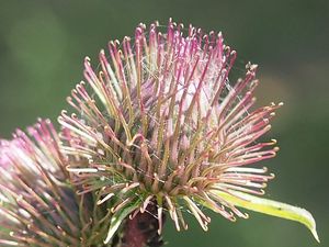 Lopuch menší (Arctium minus)