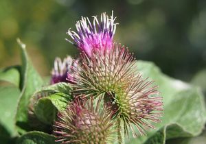 Lopuch menší (Arctium minus)