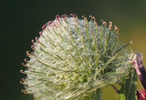 Lopuch menší (Arctium minus)