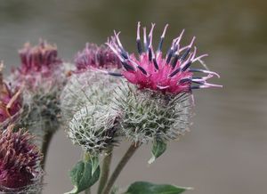 Lopuch menší (Arctium minus)