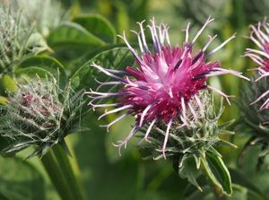 Lopuch menší (Arctium minus)