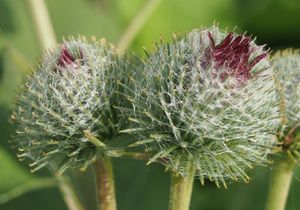 Lopuch menší (Arctium minus)