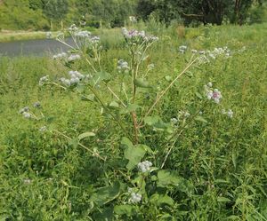 Lopuch menší (Arctium minus)