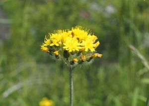 Jestřábník chocholičnatý (Hieracium cymosus)