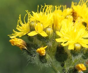 Jestřábník chocholičnatý (Hieracium cymosus)