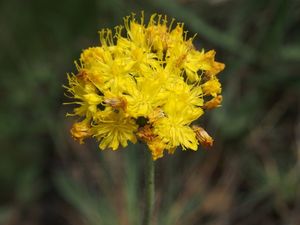 Jestřábník chocholičnatý (Hieracium cymosus)