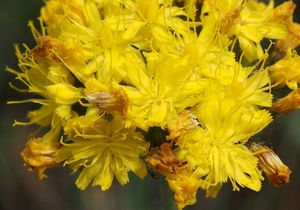 Jestřábník chocholičnatý (Hieracium cymosus)