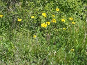 Jestřábník chocholičnatý (Hieracium cymosus)