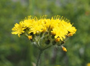 Jestřábník chocholičnatý (Hieracium cymosus)