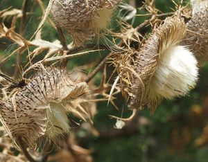 Pcháč bělohlavý (Cirsium eriophorum)