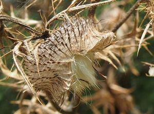 Pcháč bělohlavý (Cirsium eriophorum)